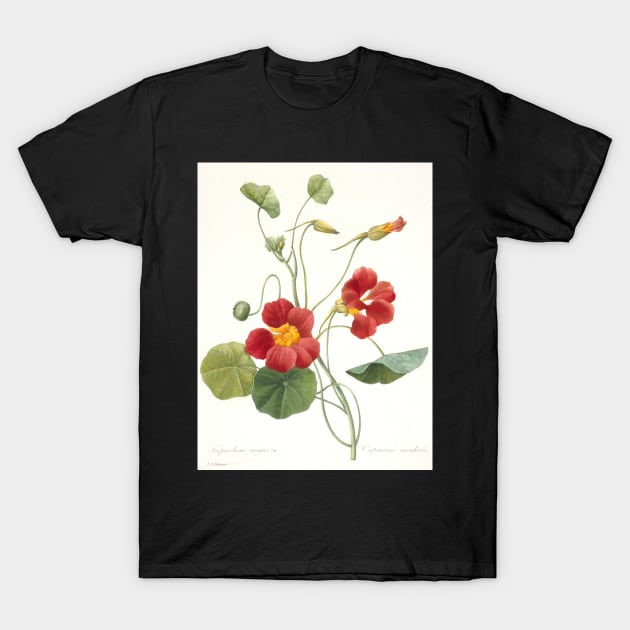 Tropaeolum majus (Garden Nasturtium) by Pierre-Joseph Redoute T-Shirt by Classic Art Stall